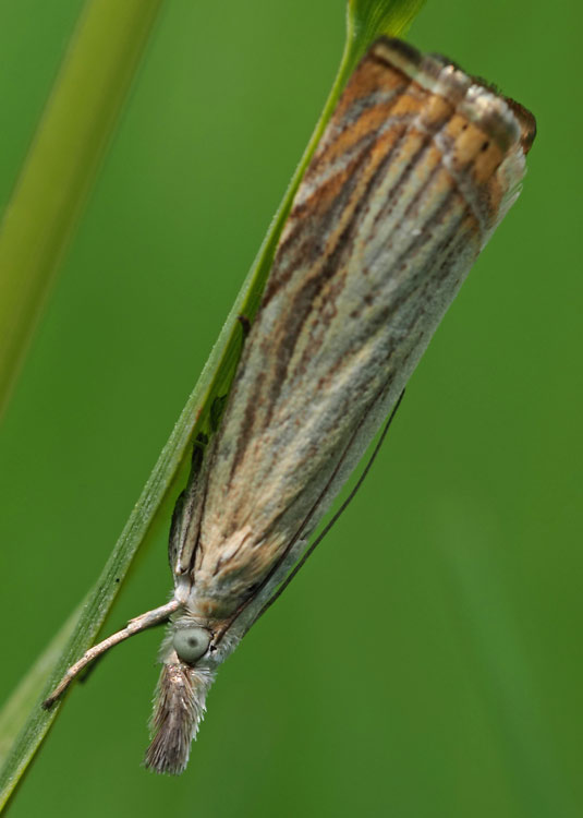 Rispengras-Zünsler, Chrysoteuchia culmella
