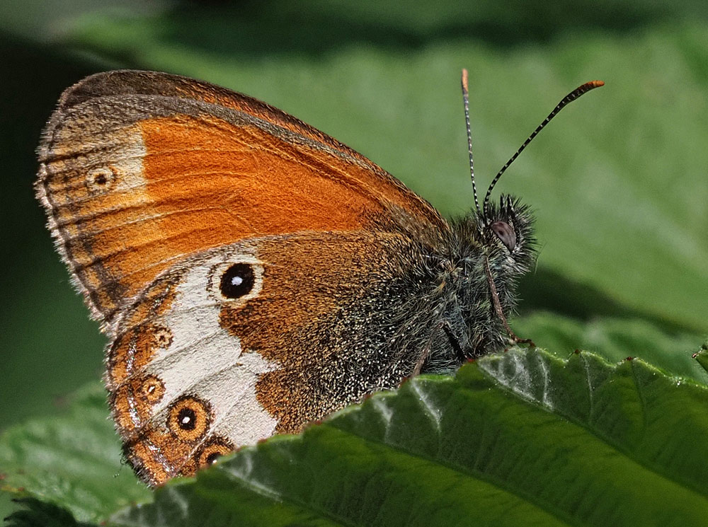 Weißbindiges Wiesenvögelchen, Coenonympha arcania