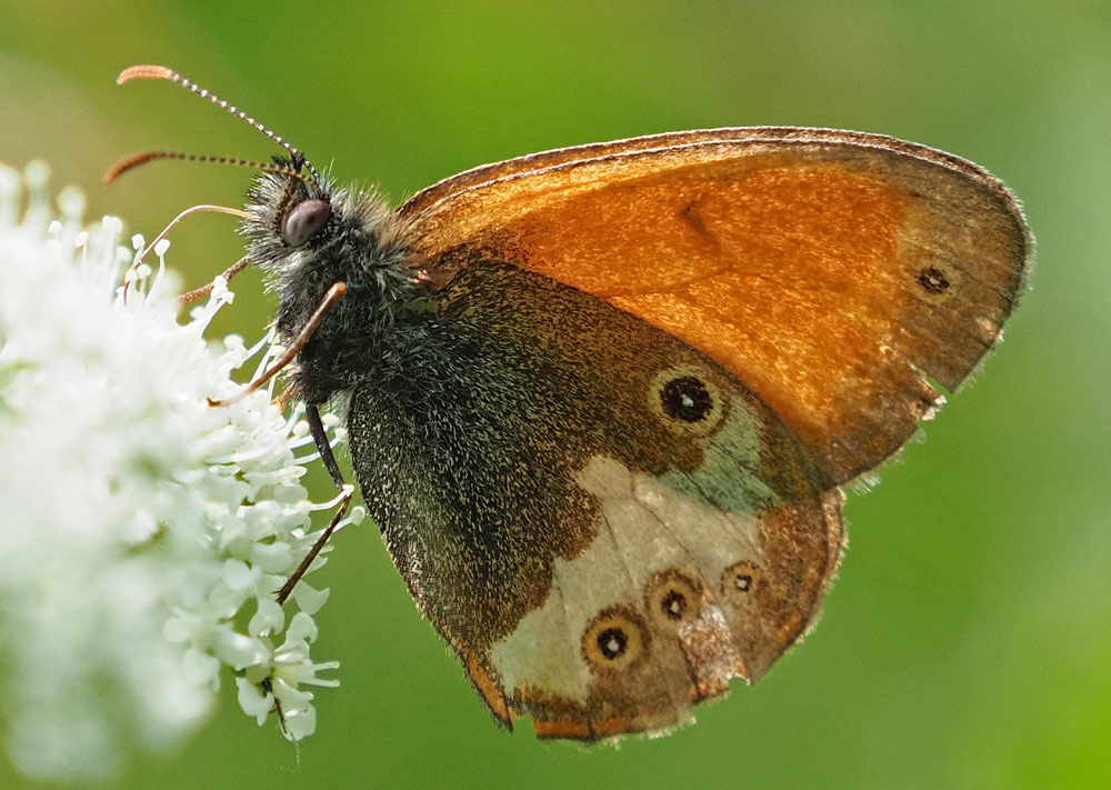 Weißbindiges Wiesenvögelchen, Coenonympha arcania