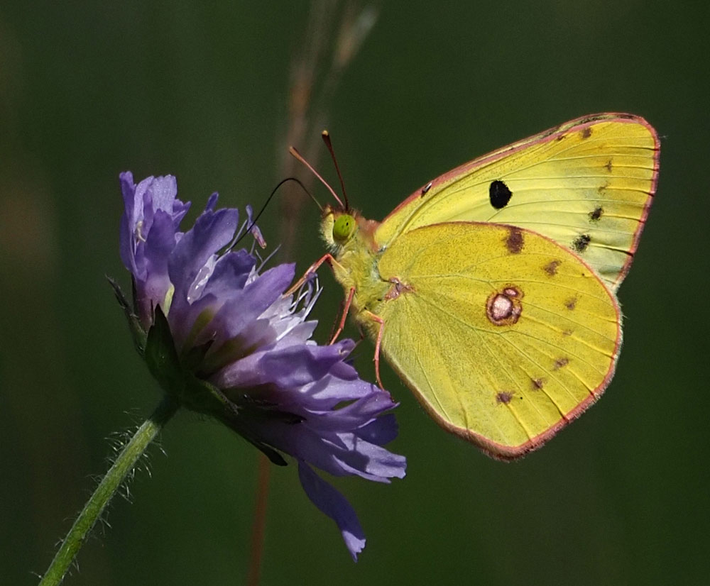 Goldene Acht, Colias hyale