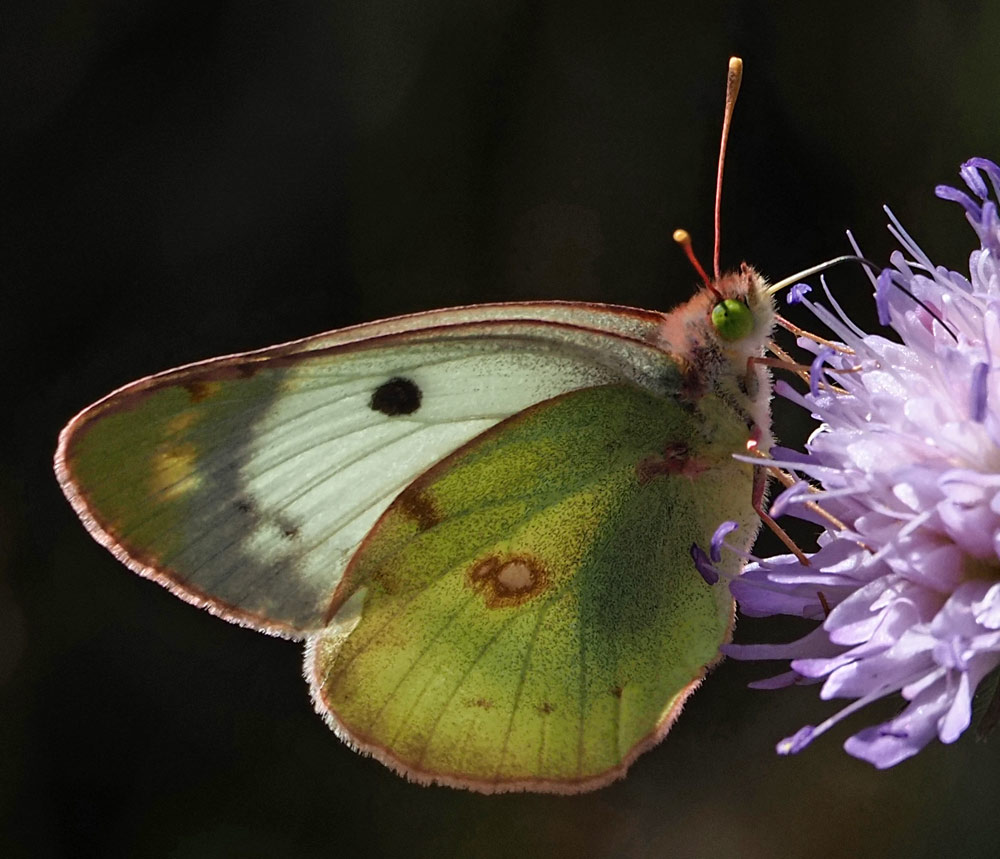 Goldene Acht, Colias hyale