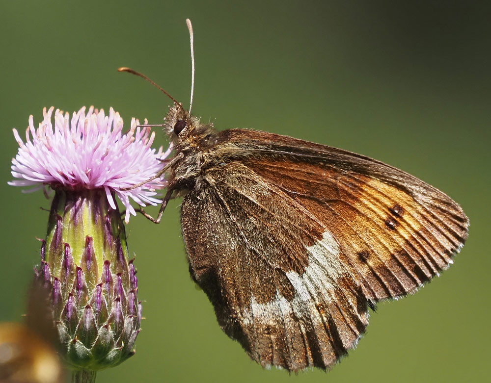 Weißbindiger Bergwald-Mohrenfalter, Erebia euryale Unterseite