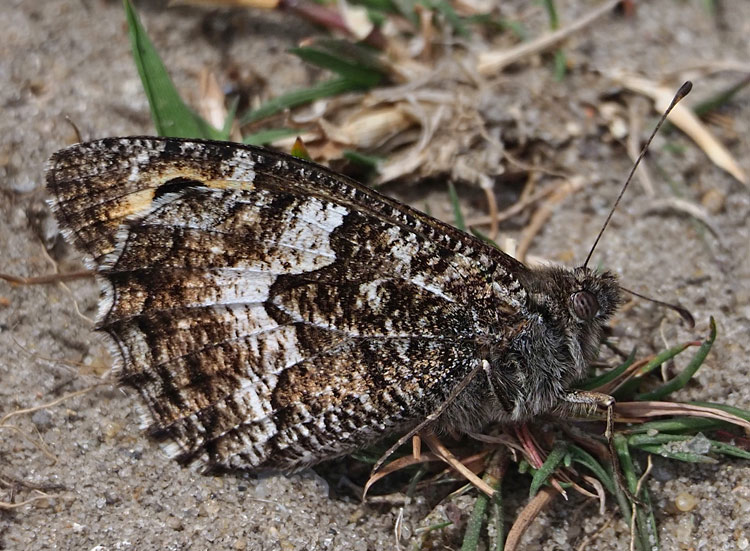 Ockerbindiger Samtfalter, Hipparchia semele