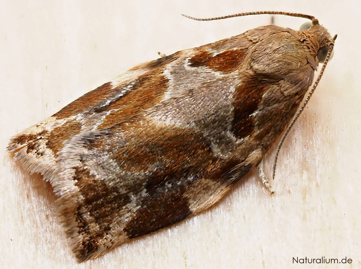 Aprikosenwickler, Archips xylosteana