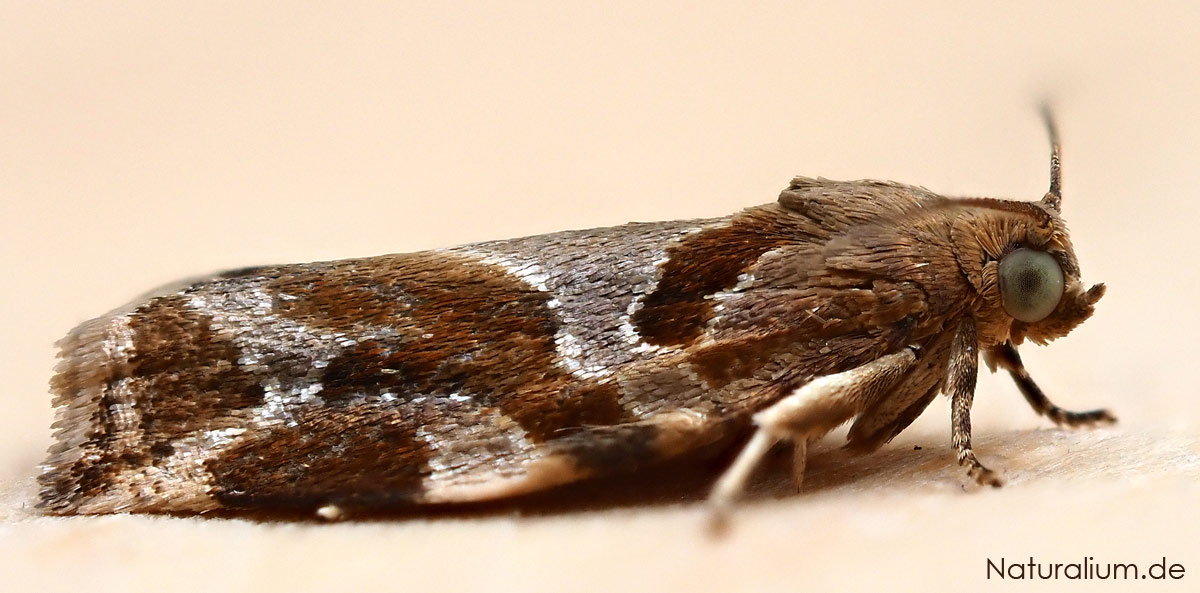 Aprikosenwickler, Archips xylosteana