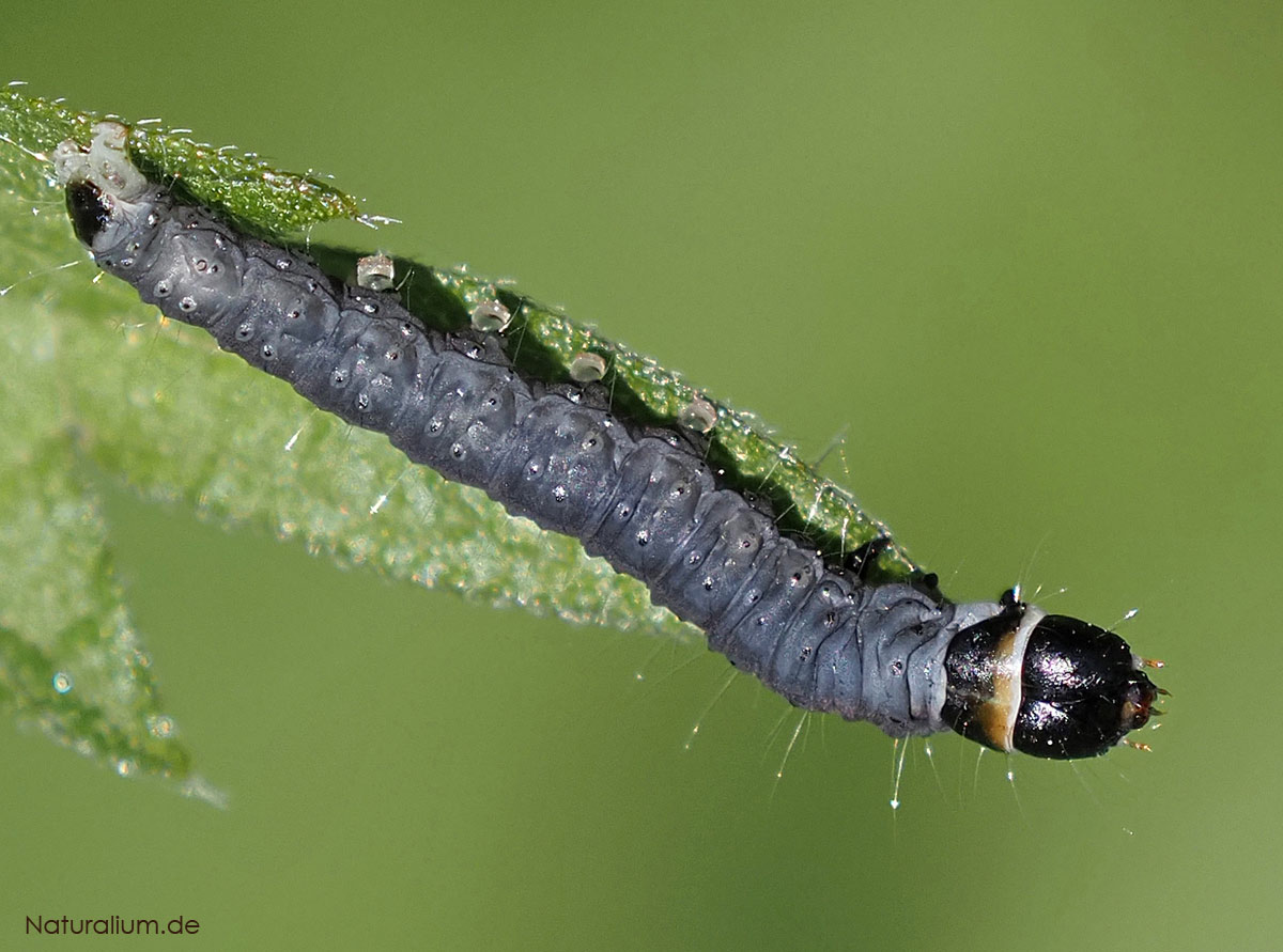 Aprikosenwickler, Archips xylosteana Raupe