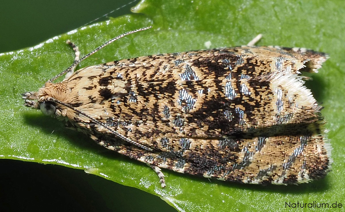 Gewöhnlicher Wiesenwickler, Celypha lacunana
