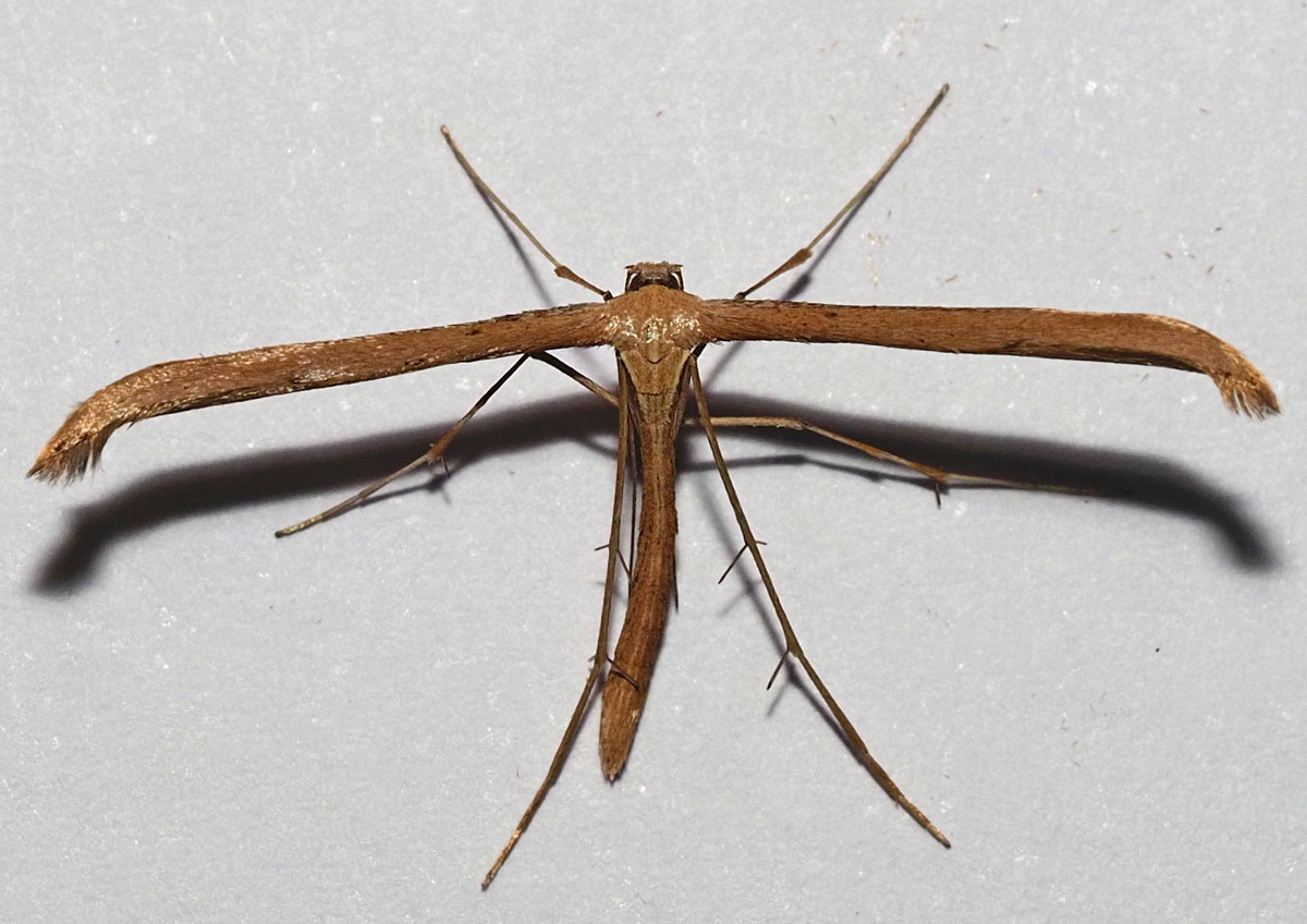 Ackerwinden-Federmotte, Emmelina monodactylaa