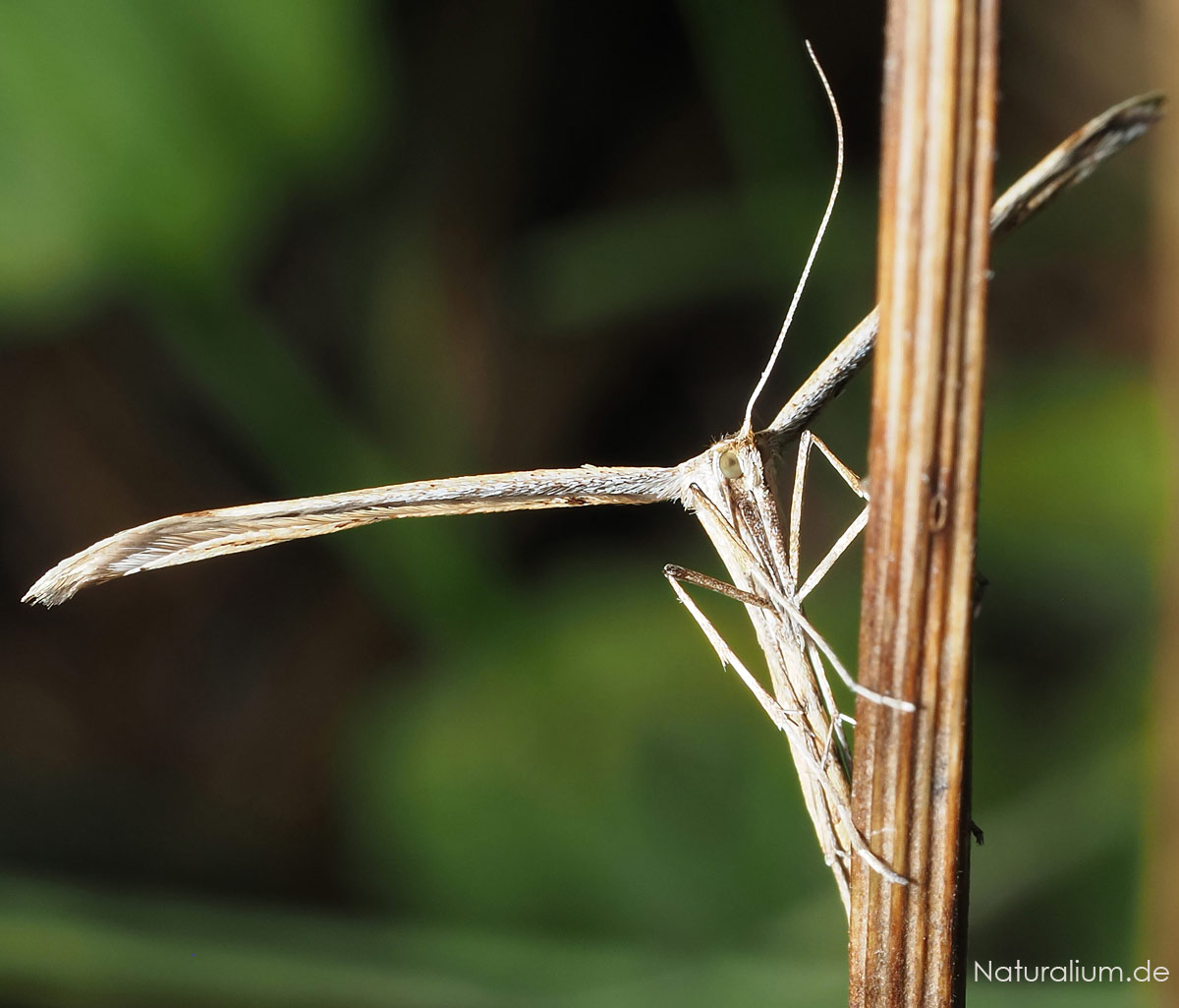 Ackerwinden-Federmotte, Emmelina monodactyla