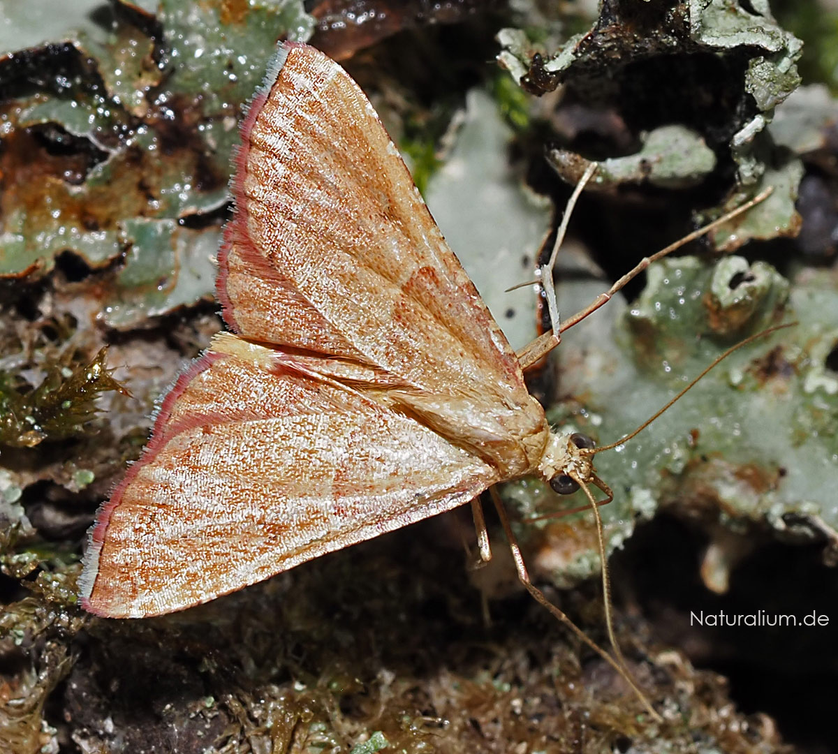 Geflammter Kleinzünsler Endotricha flammealis