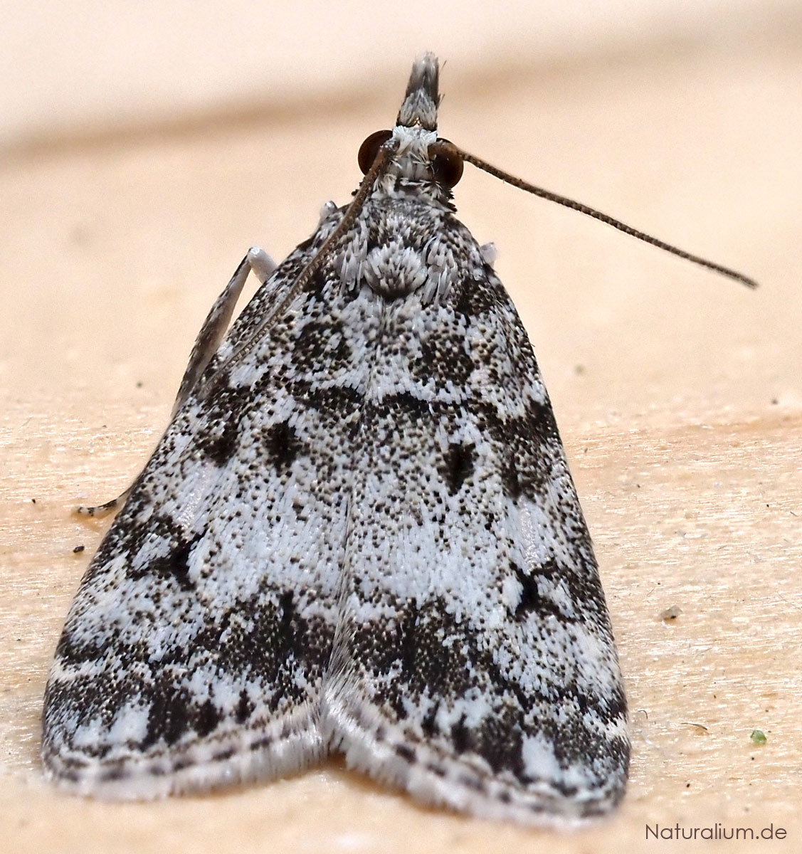 Weißdornstammzünsler, Eudonia lacustrata