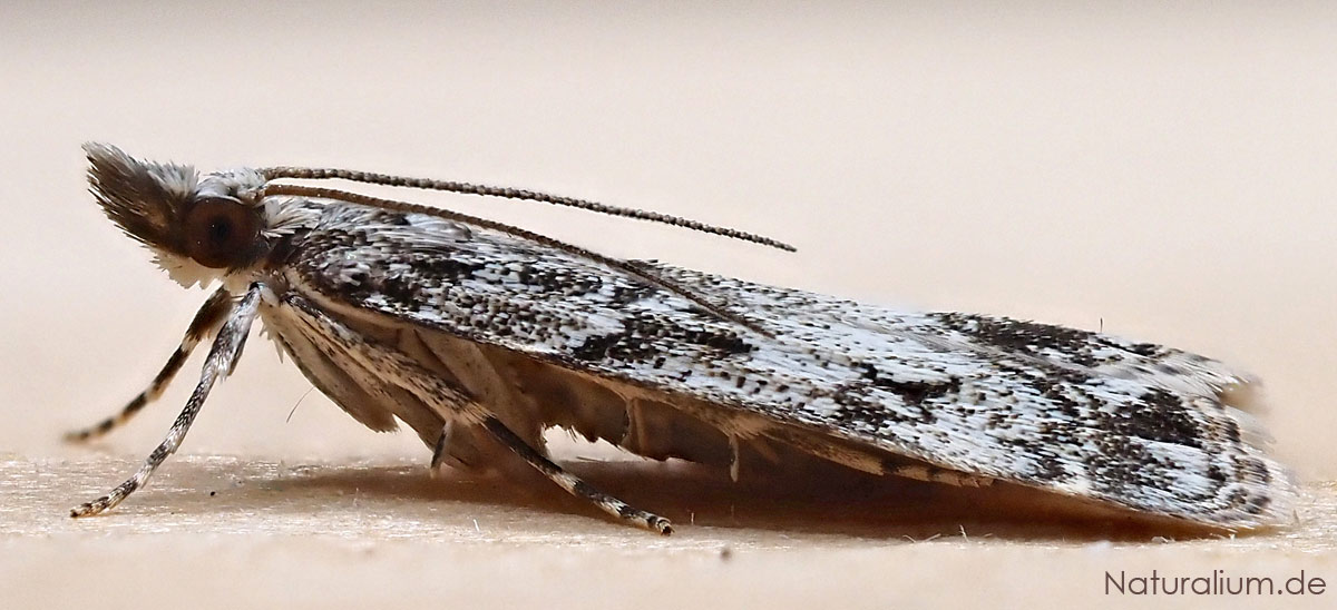 Weißdornstammzünsler, Eudonia lacustrata
