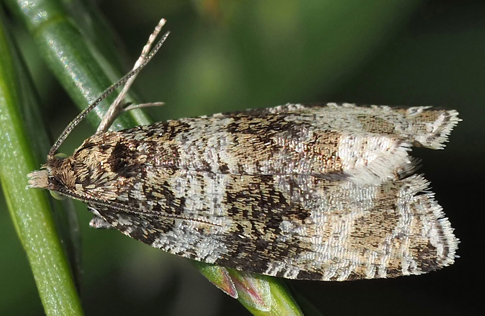 Gewellter Waldrandwickler, Orthotaenia undulana