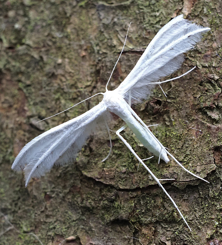 Weiße Winden-Federmotte, Pterophorus pentadactyla