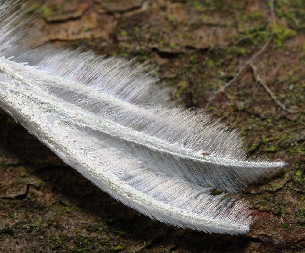 Weiße Winden-Federmotte, Pterophorus pentadactyla