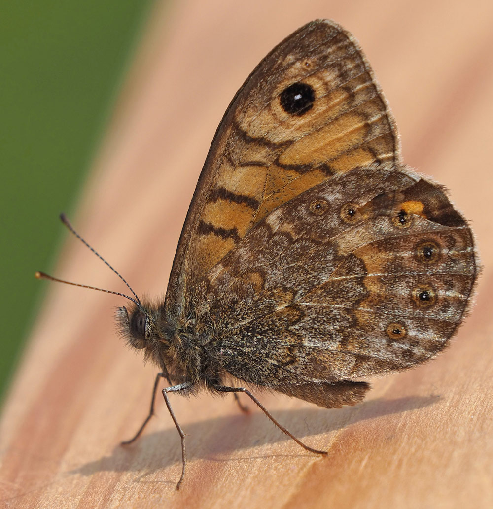 Mauerfuchs, Lasiommata megera
