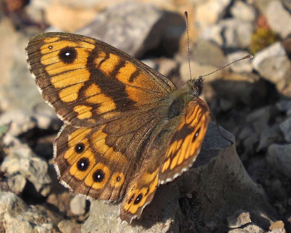 Mauerfuchs, Lasiommata megera Männchen