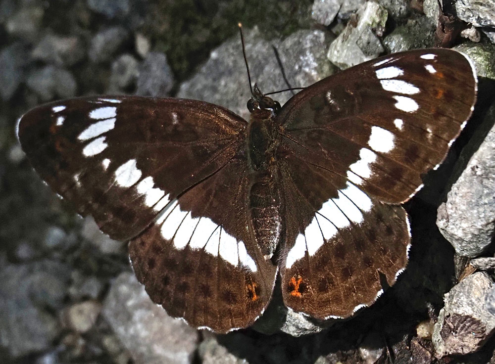 Kleiner Eisvogel, Limenitis camilla Oberseite