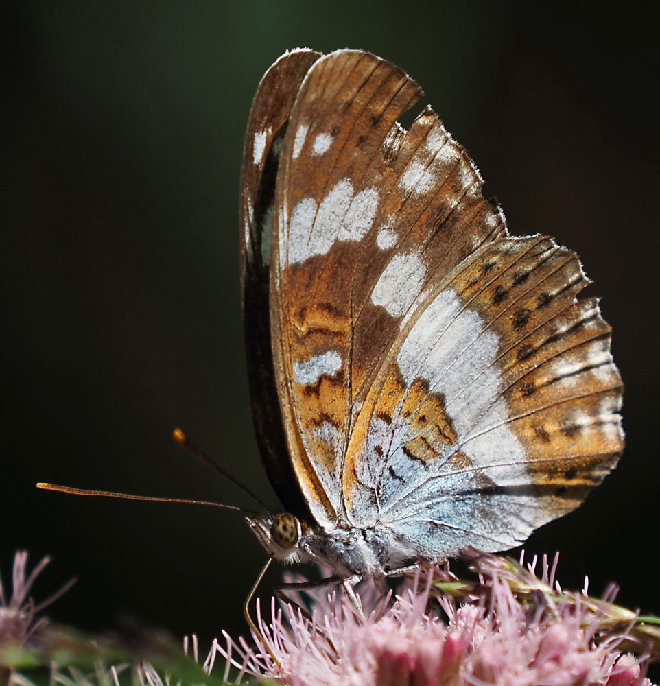Kleiner Eisvogel, Limenitis camilla Unterseite
