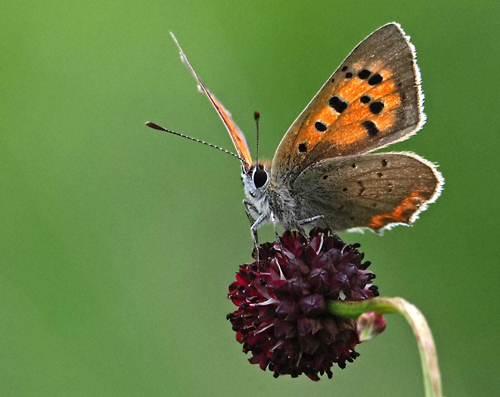 Kleiner Feuerfalter, Lycaena phlaeas