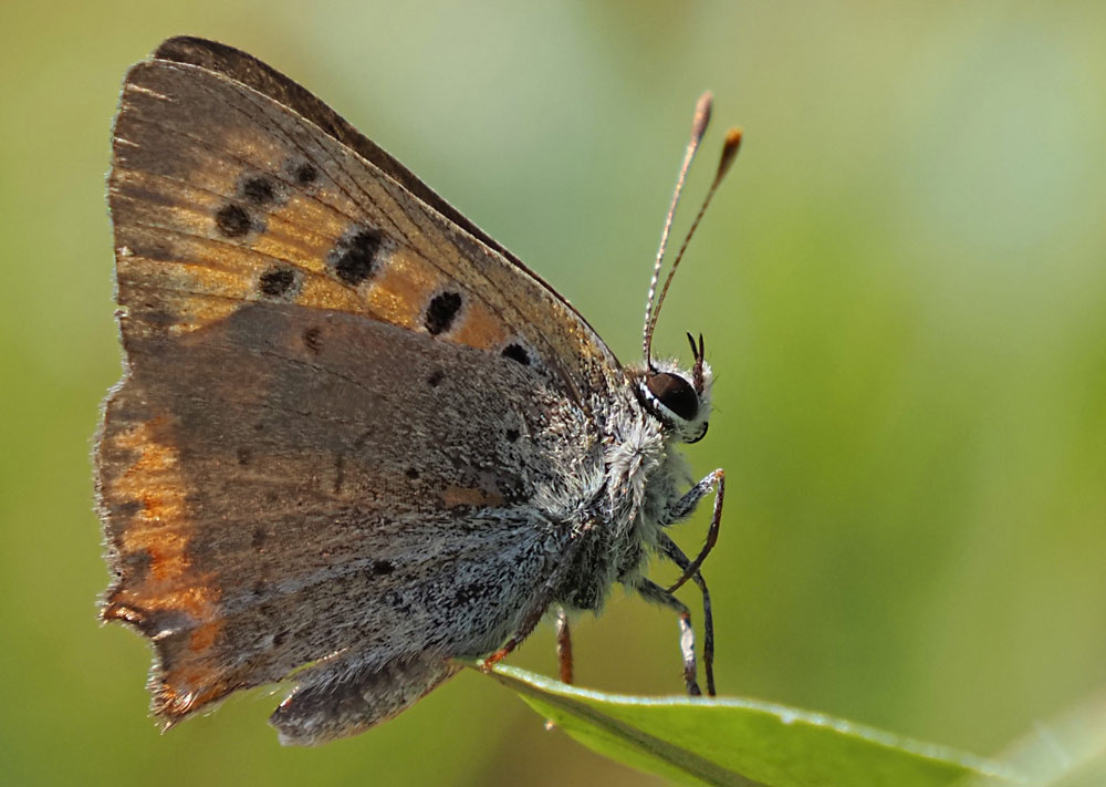 Kleiner Feuerfalter, Lycaena phlaeas