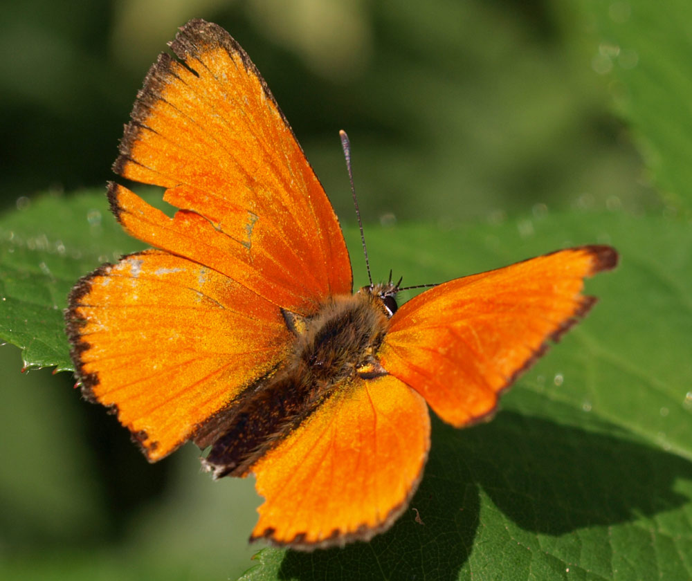 Dukaten-Feuerfalter, Lycaena virgaureae m