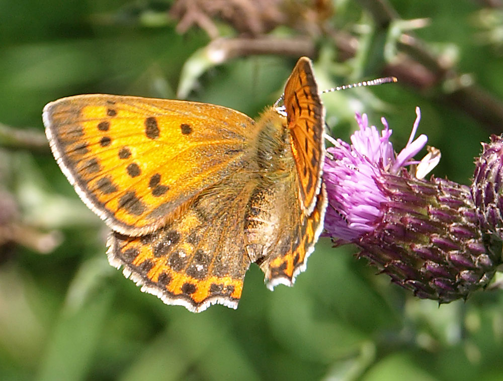 Dukaten-Feuerfalter, Lycaena virgaureae w