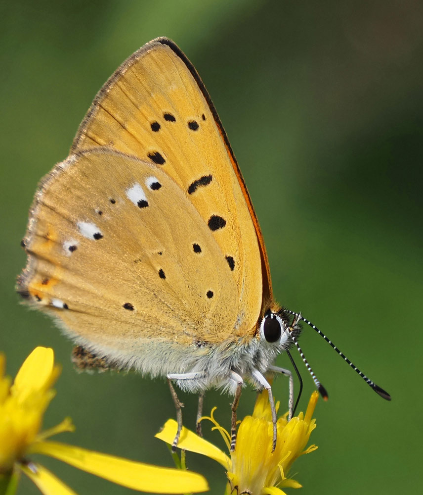 Dukaten-Feuerfalter, Lycaena virgaureae