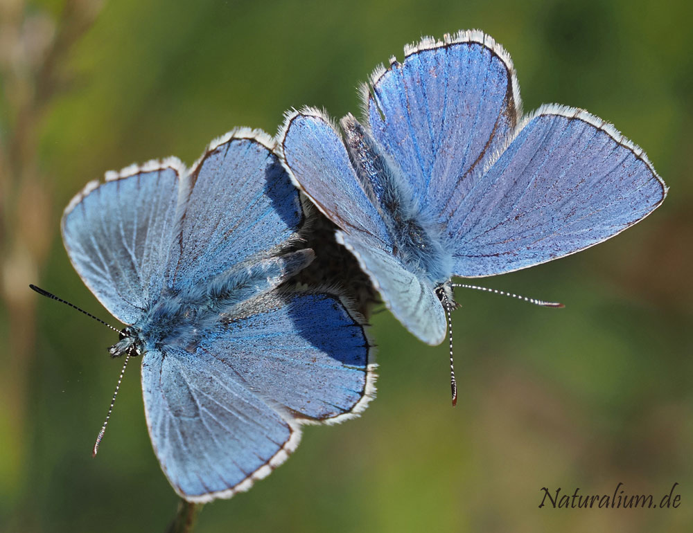 Himmelblauer Bläuling, Lysandra bellargus