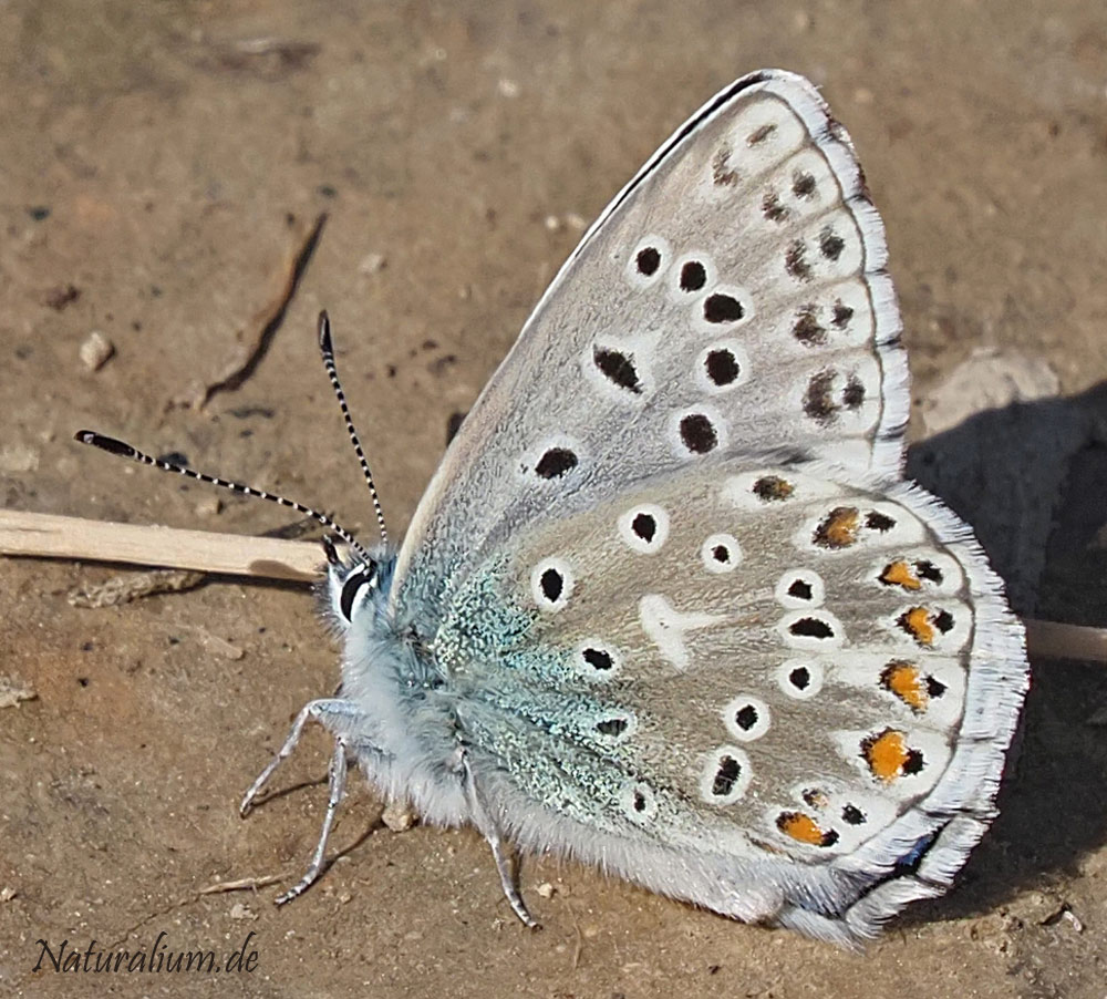 Himmelblauer Bläuling, Lysandra bellargus