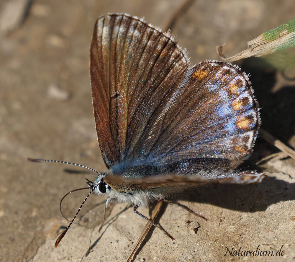 Himmelblauer Bläuling, Lysandra bellargus