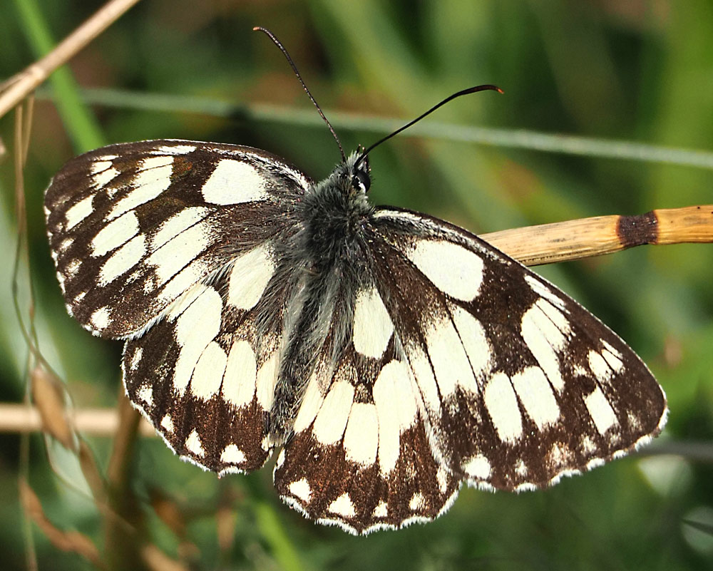 Schachbrettfalter, Melanargia galathea Oberseite