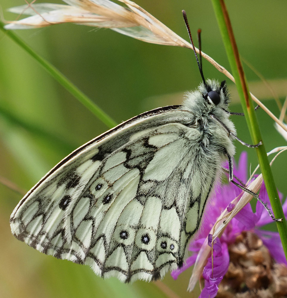 Schachbrettfalter, Melanargia galathea Unterseite