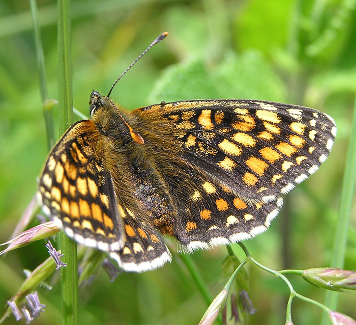 Wachtelweizen-Scheckenfalter, Melitaea athalia