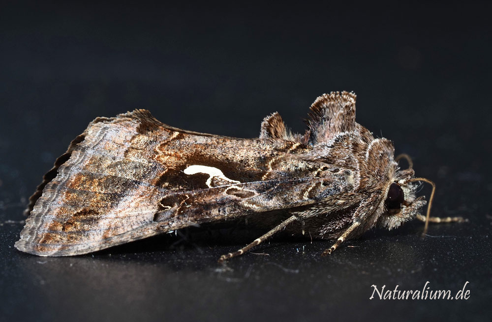 Gammaeule, Autographa gamma