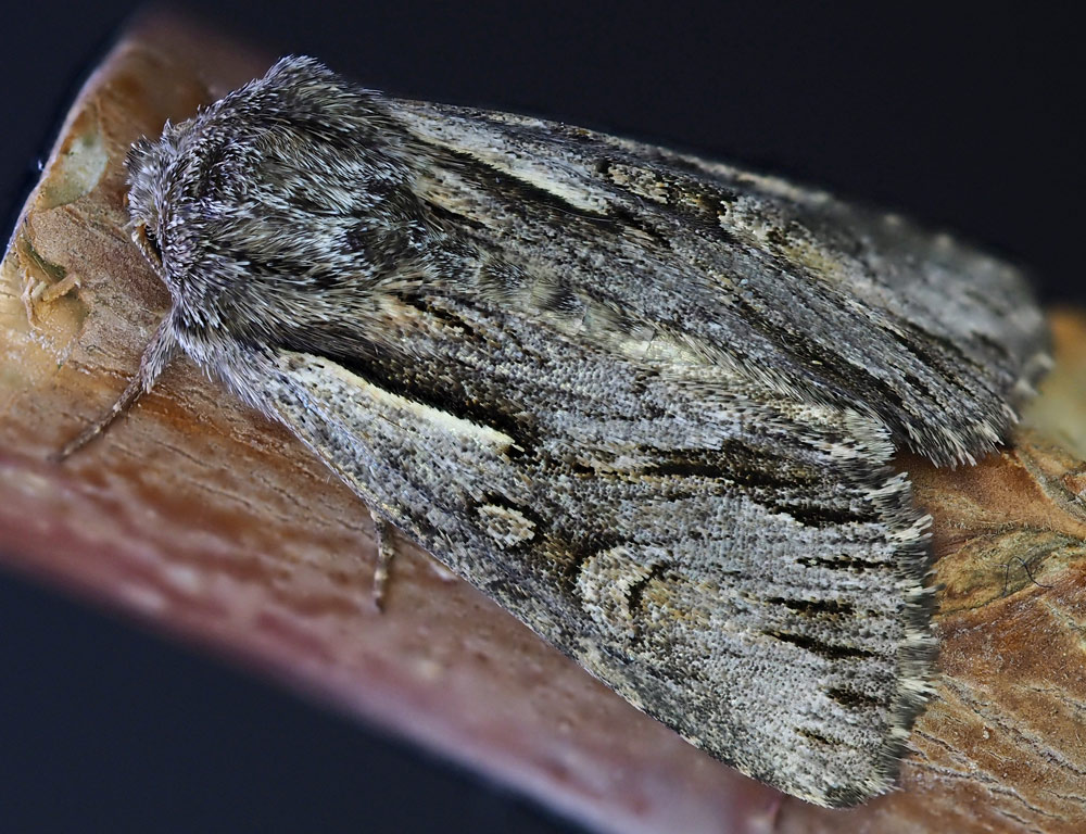 Ruderalflur-Johanniskrauteule, Chloantha hyperici