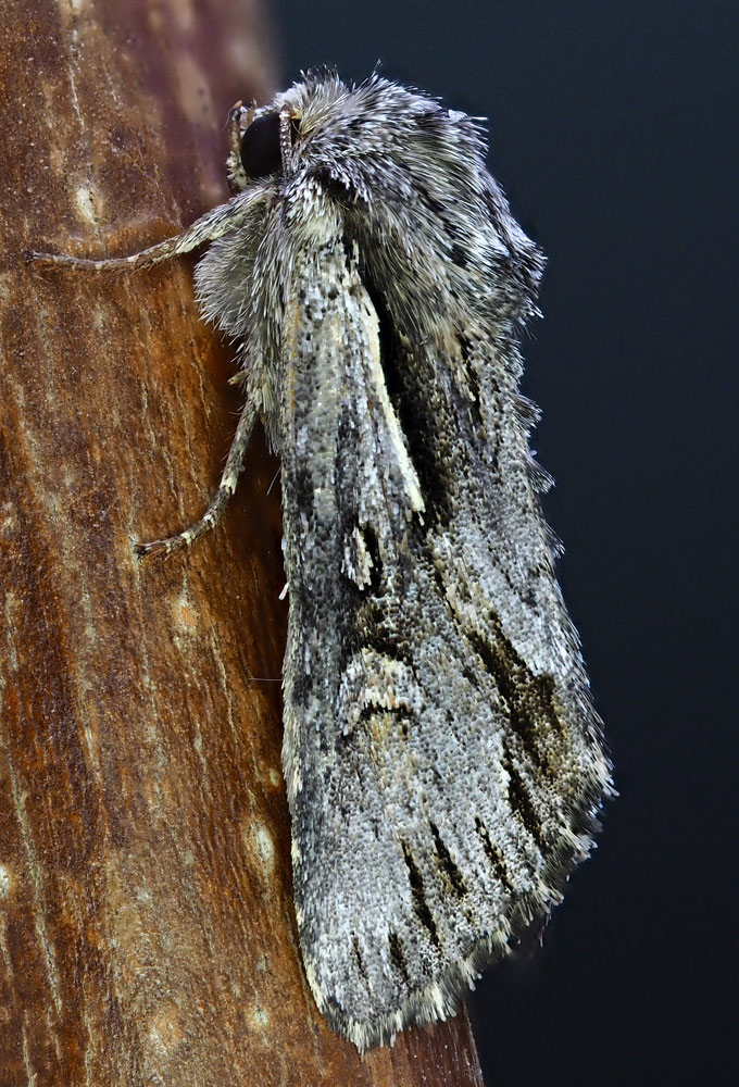Ruderalflur-Johanniskrauteule, Chloantha hyperici