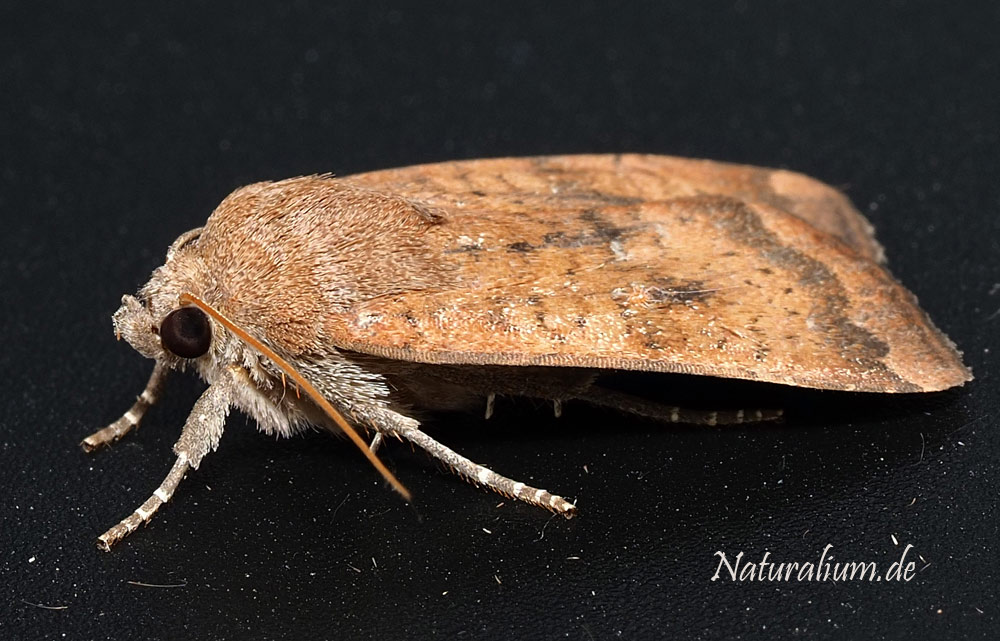 Hellbraune Bandeule, Noctua interjecta Hellbraune Bandeule, Noctua interjecta