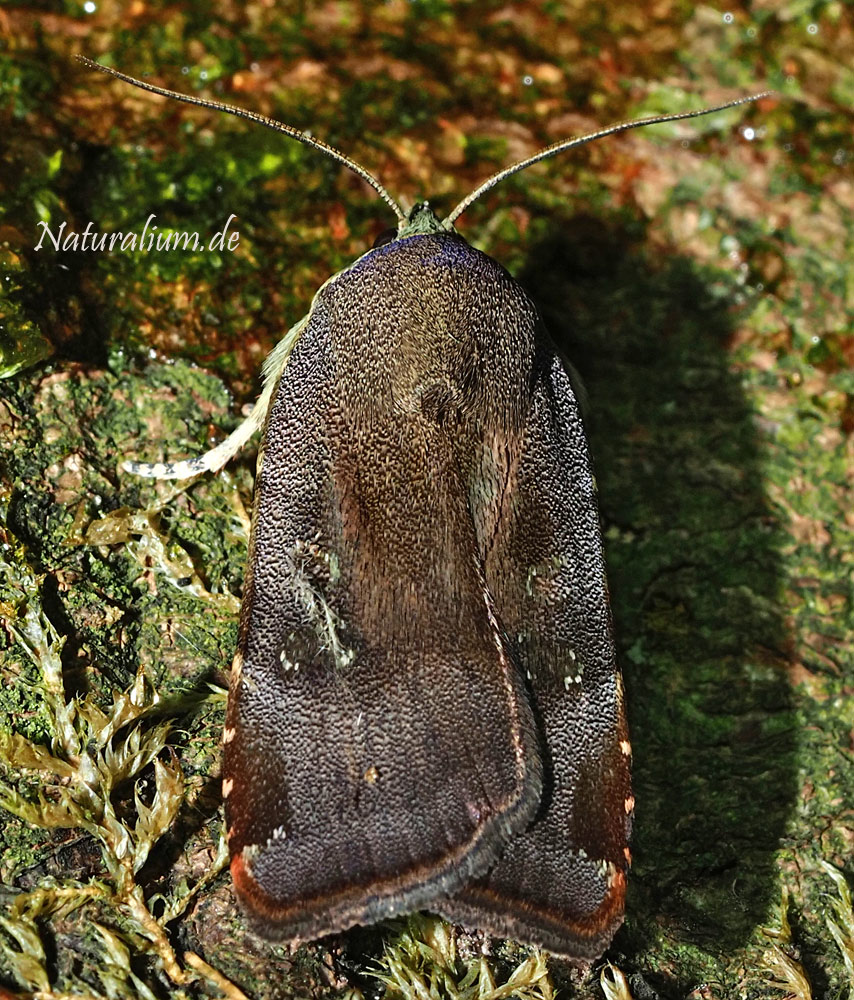 Janthe-Bandeule, Noctua janthe