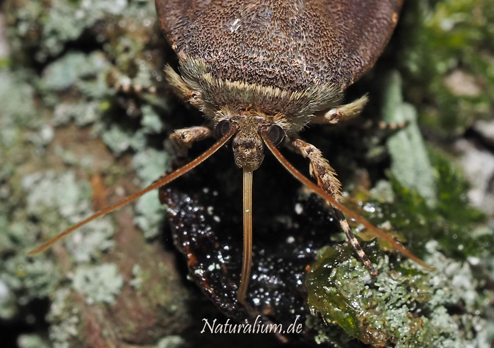 Janthe-Bandeule, Noctua janthe
