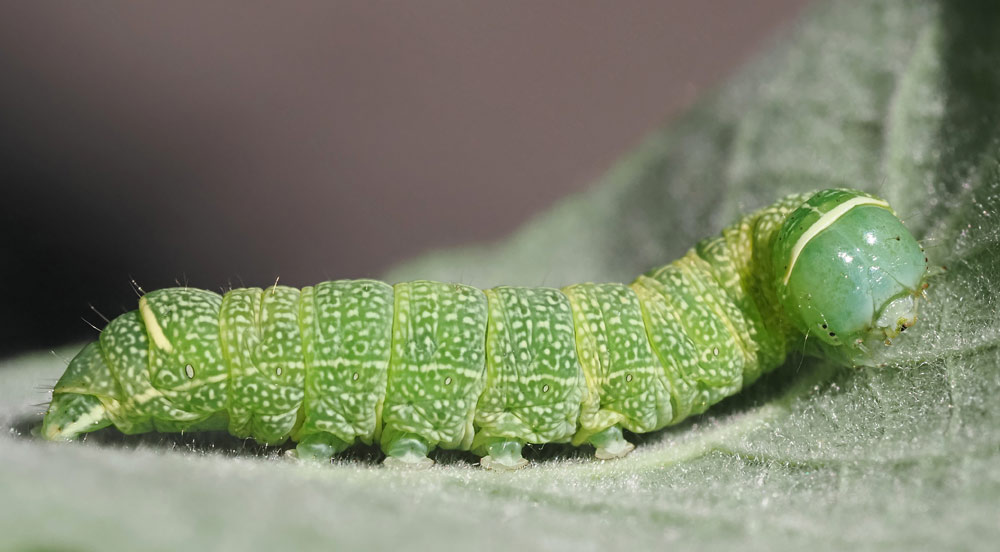 Rundflügel-Kätzcheneule, Orthosia cerasi Raupe