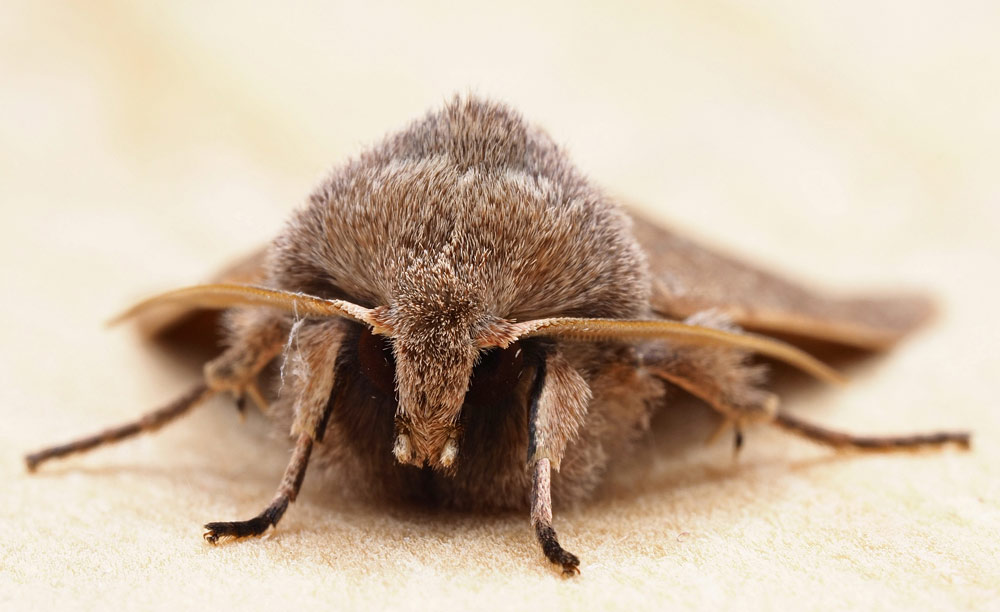 Rundflügel-Kätzcheneule, Orthosia cerasi