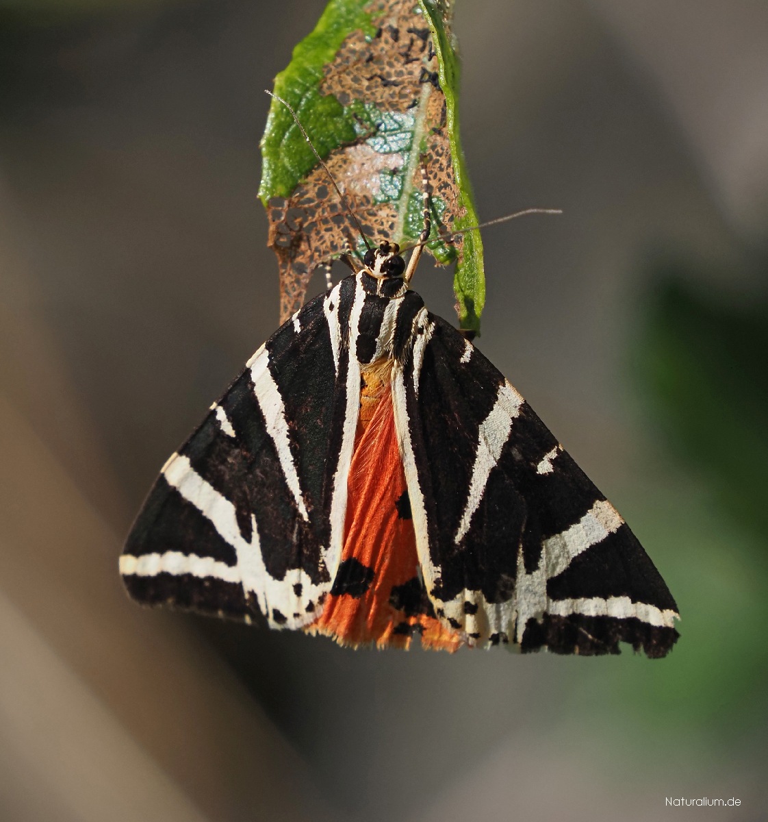 Spanische Flagge, Euplagia quadripunctaria