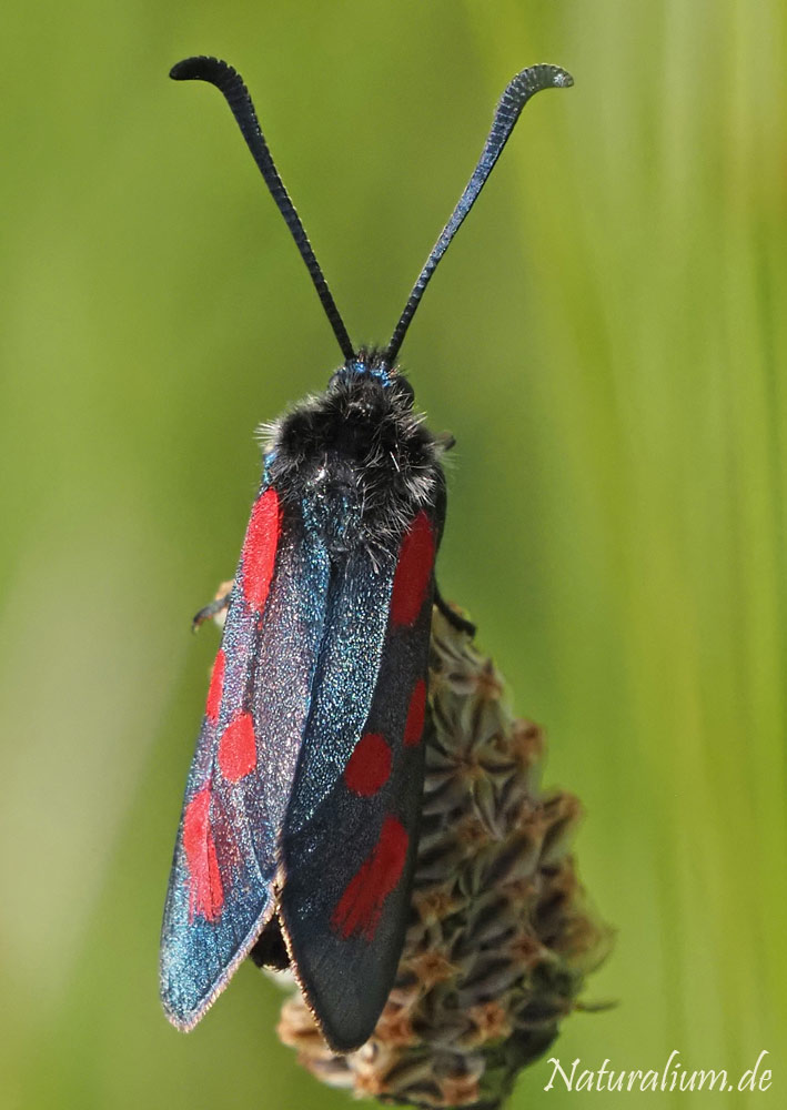 Beilfleck-Widderchen, Zygaena loti