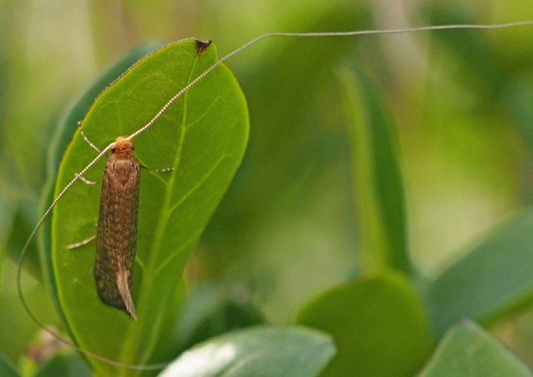 Laubholz-Langhornmotte, Nematopogon adansoniella