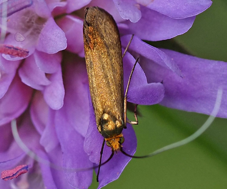 Skabiosen-Langhornmotte, Nemophora metallica