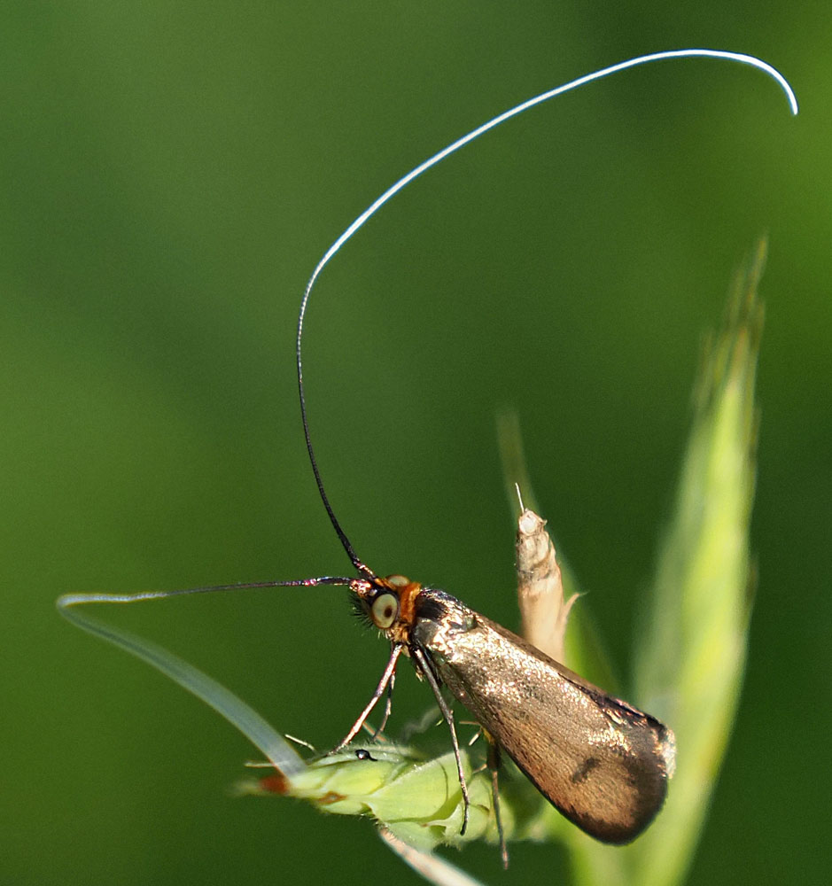 Skabiosen-Langhornmotte, Nemophora metallica