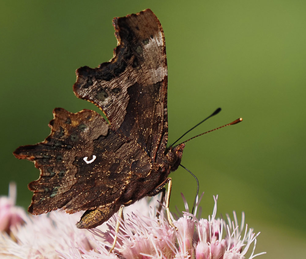 C-Falter, Nymphalis c-album Unterseite