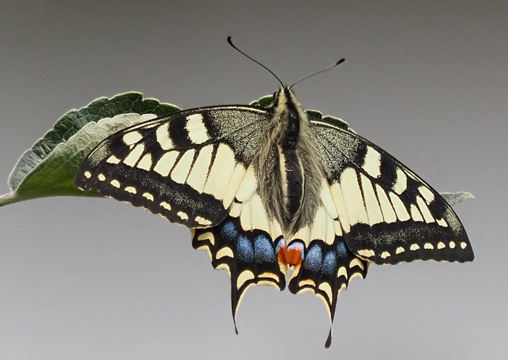 Schwalbenschwanz, Papilio machaon