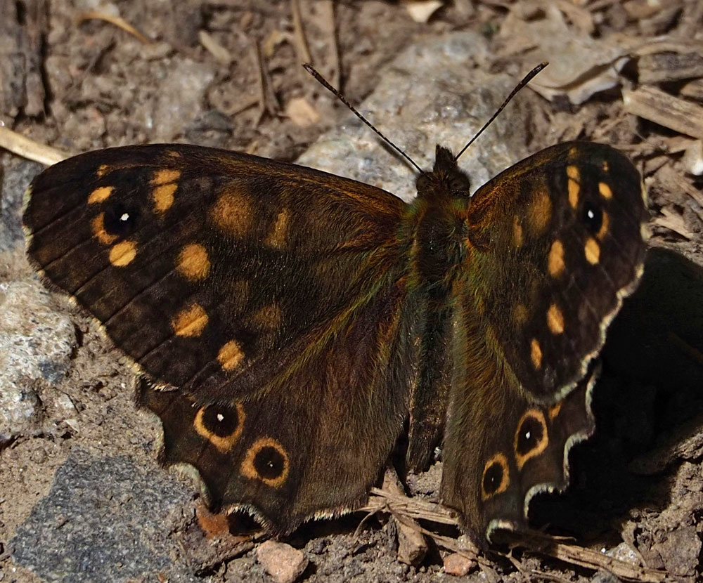 Waldbrettspiel, Pararge aegeria